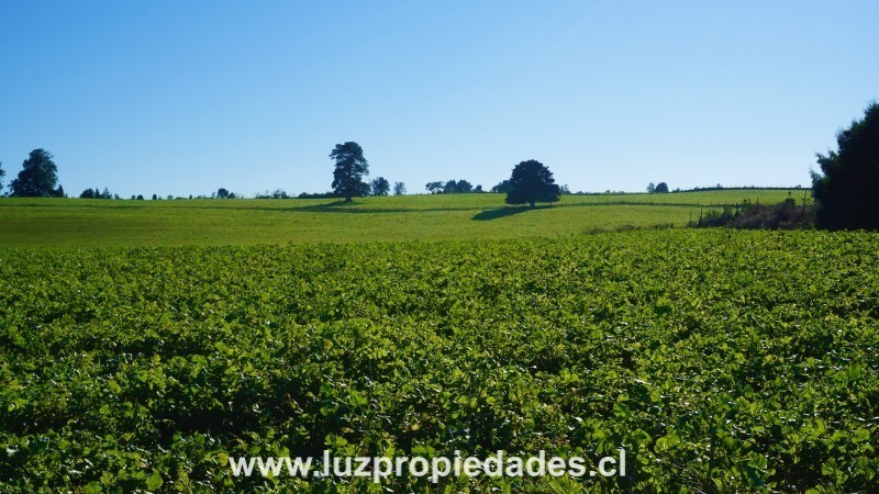 L&Atilde;&shy;nea Nueva, Parcelaci&Atilde;&sup3;n Los Laureles del Maull&Atilde;&shy;n, Parcela B10 - Luz Propiedades